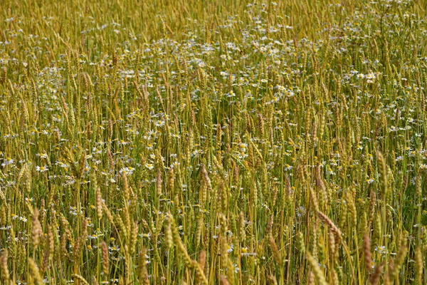 Blé Jaune Dans Champ Fragment — Photo