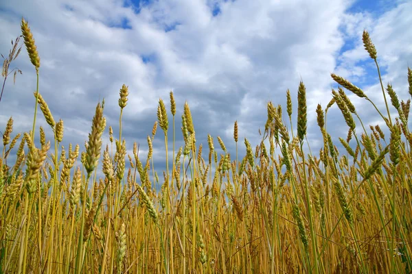 Yellow Wheat Field Fragment — Stock Photo, Image