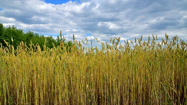 Ein Gelber Weizen Auf Dem Feld Fragment — Stockfoto