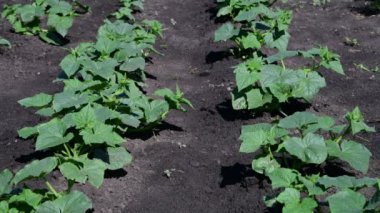 salatalık alan parçası ile genç yeşil sürgünler