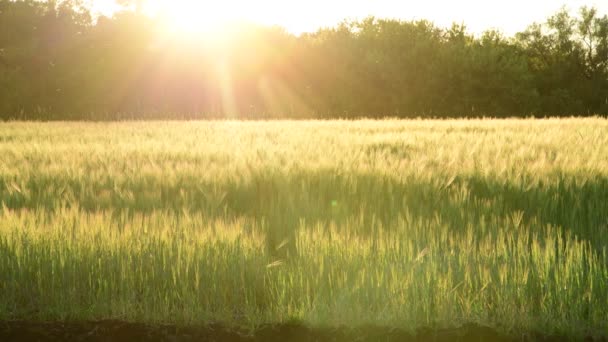 Cambio de campo de cereales en rayos de sol poniente — Vídeo de stock