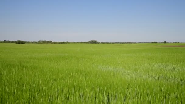 Campo de trigo verde em junho — Vídeo de Stock