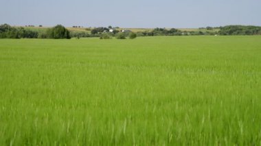 Haziran ayında bir yeşil buğday alanı