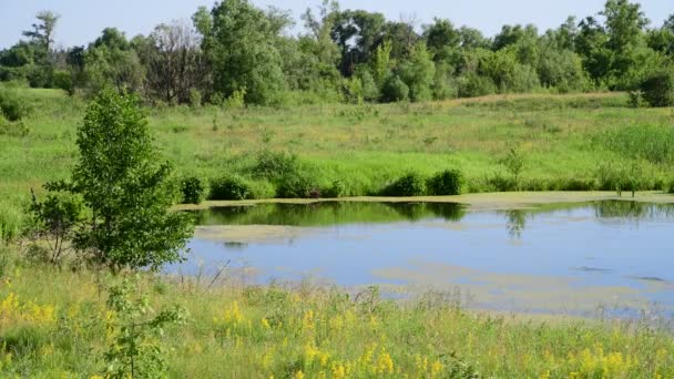 Petit lac de plaine Dans la partie centrale de la Russie — Video