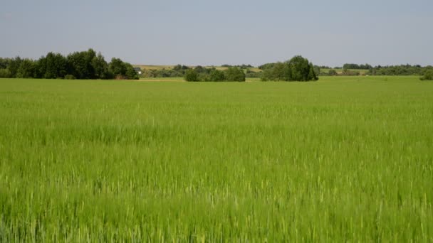 Pole pszenicy zielony w czerwcu i wioski domów w Rosji — Wideo stockowe