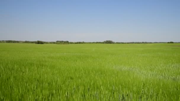 Ruch wzdłuż pola pszenicy zielony w czerwcu — Wideo stockowe