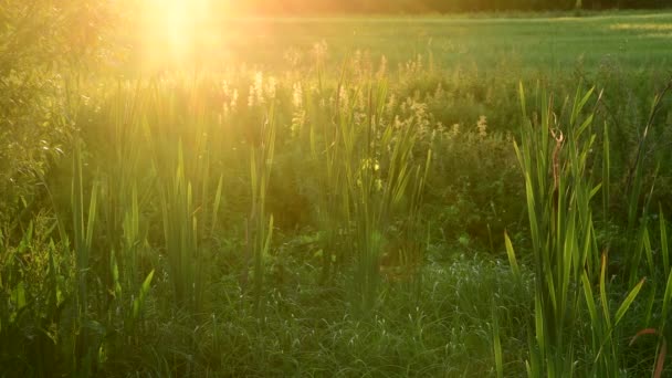 Pantano cubierto Typha angustifolia al atardecer — Vídeo de stock