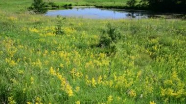 Rusya orta kısmında küçük bir göl
