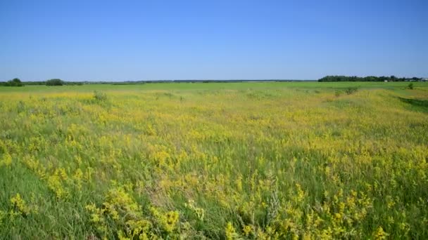 Prairie avec des herbes sauvages partie européenne de la Russie — Video