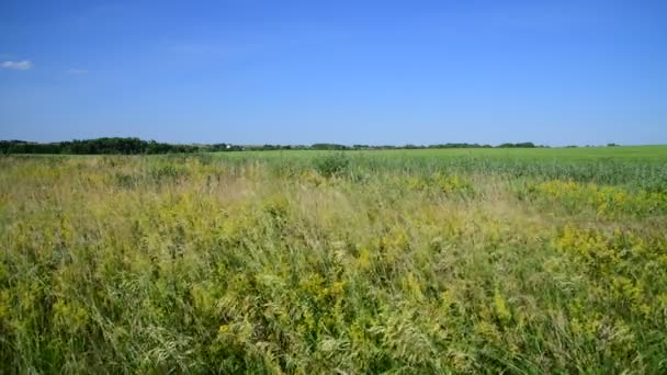 prairie sauvage avec différentes herbes dans la partie européenne de la Russie 