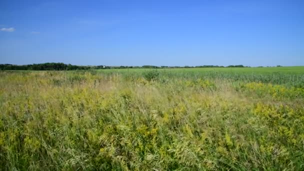 Wildwiese mit verschiedenen Kräutern im europäischen Teil Russlands — Stockvideo