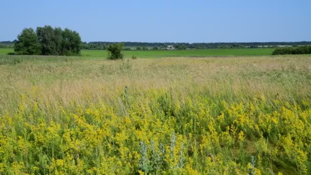 Wild meadow med olika örter i europédelen av Ryssland — Stockvideo