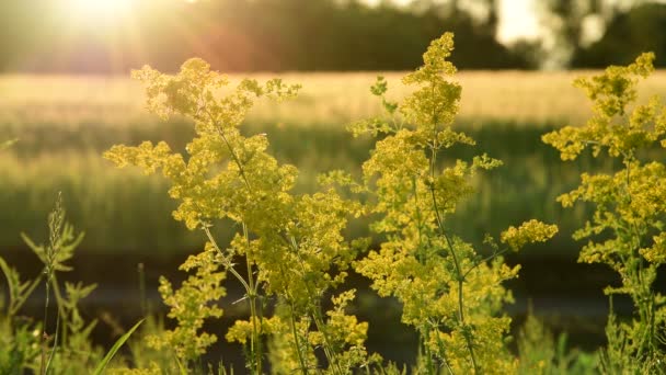 Stupro giallo in fiore Nei raggi del sole che tramonta — Video Stock