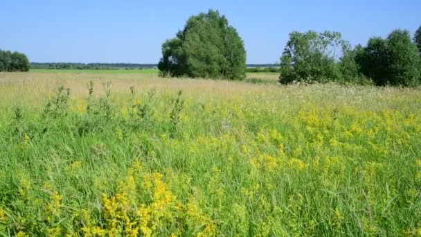 Pradera rusa salvaje en junio — Vídeos de Stock