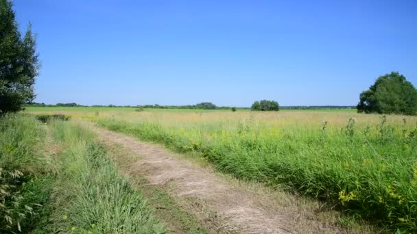 Meadow Wild Herbs European Part Russia — Stock Video