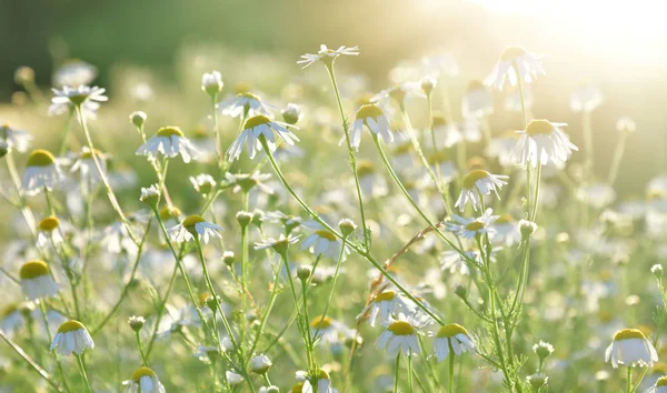 Viele Feldkamilen Den Strahlen Der Untergehenden Sonne — Stockfoto