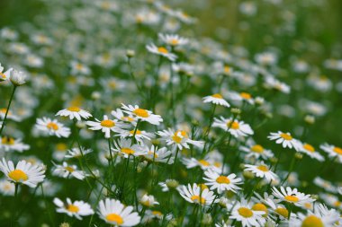 alan çok güzel chamomiles bir yaz gününde