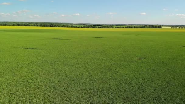 Vol au-dessus du champ de tournesol en juillet en Russie 