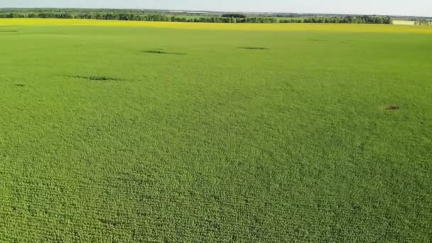 Vuelo sobre campo de girasol en julio en Rusia — Vídeos de Stock