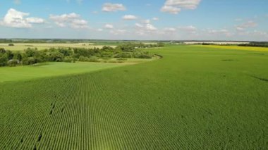 Ayçiçeği Rusya köyde kenarında alanın üzerinde uçuş