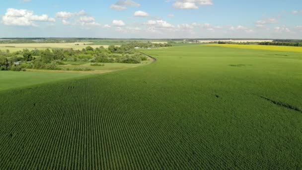 Vlucht over veld van de zonnebloem aan rand van dorp in Rusland — Stockvideo