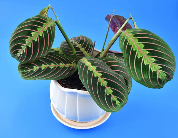 indoor flower arrowroot on a blue background