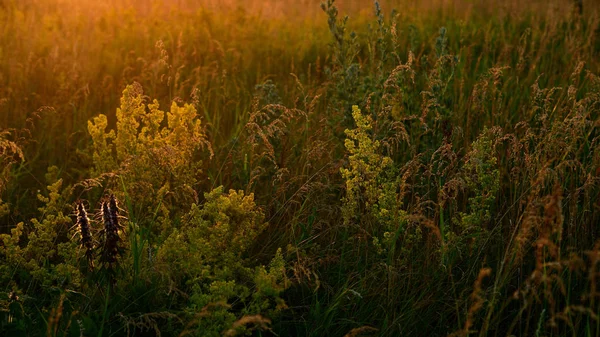 在夕阳的光线下 野生草地的碎片 — 图库照片