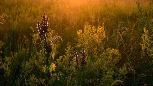 Bruchstücke Der Wilden Wiese Den Strahlen Der Untergehenden Sonne — Stockfoto