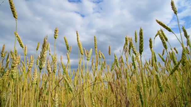 Krásný pšeničné pole střílel ze dna — Stock video