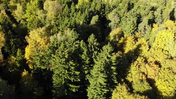 Vliegen over de herfst bos met dennen — Stockvideo