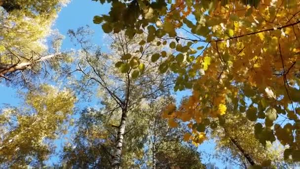 Trädtopparna med gult bladverk mot blå himmel — Stockvideo