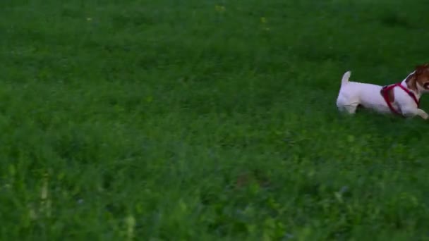 Raza de perro Jack Russell Terrier trae la pelota a la mujer — Vídeo de stock