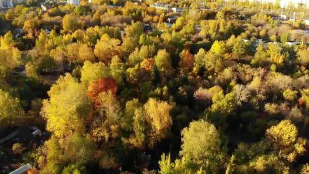 Vuelo sobre bosque de otoño en las afueras de Moscú en Rusia — Vídeo de stock