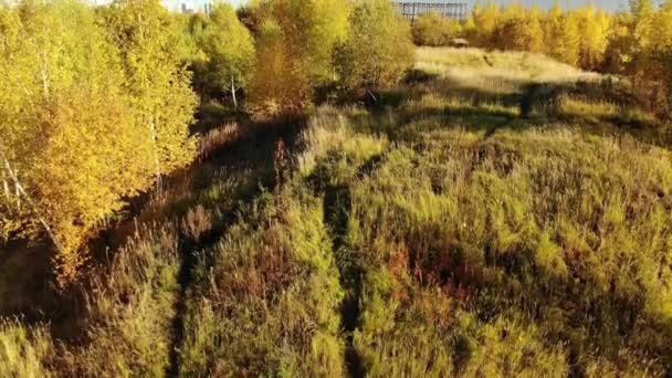 Осінній ліс на околиці міста, Росія — стокове відео