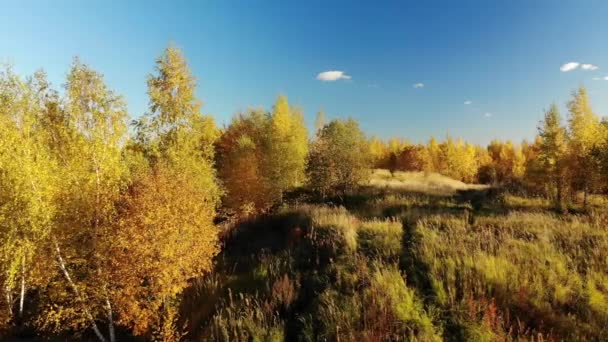 Φθινοπωρινό δάσος στα περίχωρα της πόλης, Ρωσία — Αρχείο Βίντεο