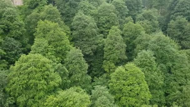 Flight over coniferous forest with thujas — Stock Video