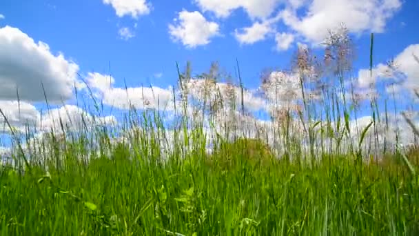 Mooie Zomerse Landschap Met Wild Gras Tegen Hemel — Stockvideo