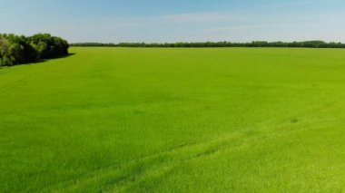 güneşli bir yeşil buğday alanı boyunca hareket