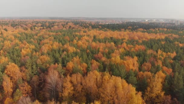 Вид зверху на красивий осінній ліс з листяними і хвойними деревами — стокове відео