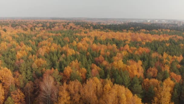 Vista superior del hermoso bosque de otoño con árboles de hoja caduca y coníferas — Vídeos de Stock