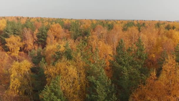Movimento lateral acima da bela floresta de outono com árvores caducifólias e coníferas — Vídeo de Stock