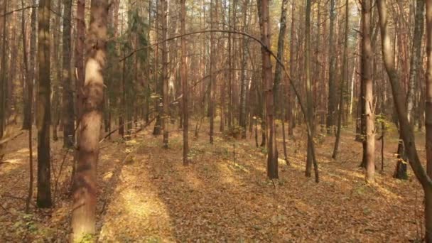 Forêt décidue d'automne par temps clair — Video