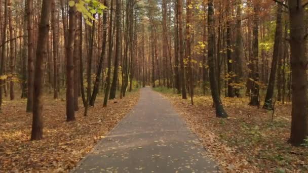 Sentier d'asphalte dans la forêt de feuillus d'automne 