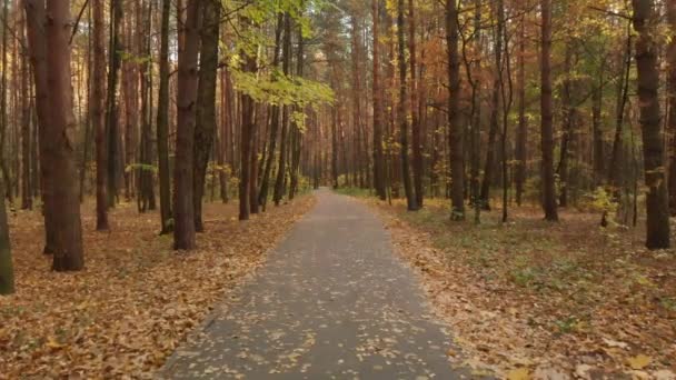 Sentier d'asphalte dans la forêt de feuillus d'automne 