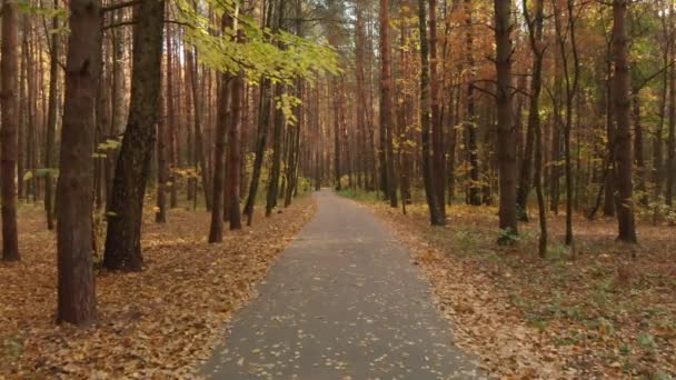 Sentier d'asphalte dans la forêt de feuillus d'automne 
