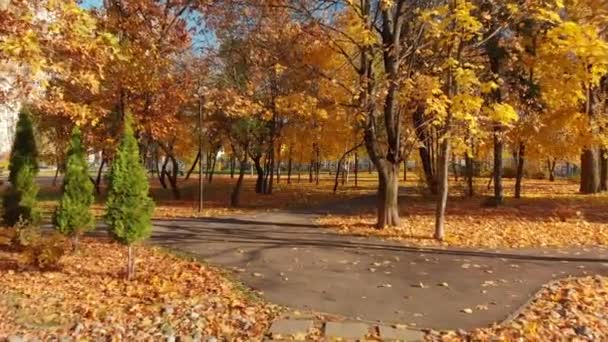 Moscou Rússia Outubro 2018 Parque Caduco Outono Dia Claro Zelenograd — Vídeo de Stock