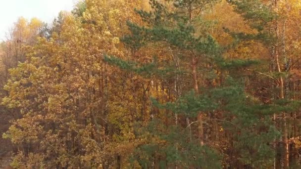 Se elevan por encima del hermoso bosque de otoño — Vídeo de stock