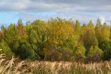 Güzel sonbahar yatay, yaprak döken ağaçlar ve otlar