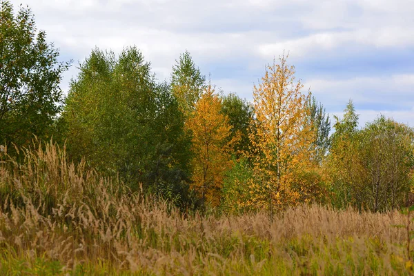 Güzel sonbahar yatay, yaprak döken ağaçlar ve otlar