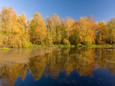 Rus sonbahar yatay, bir ağaç, gölet ve yansıma